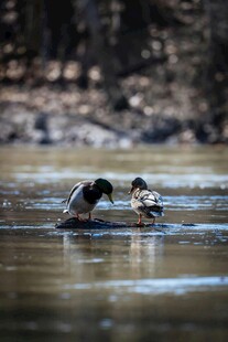 水中嬉戏的两只动物