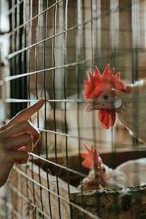 人笼边逗弄红冠公鸡