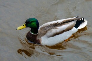 水中绿头鸭