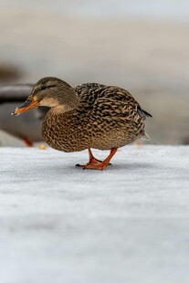 雪地上的单脚站立野鸭