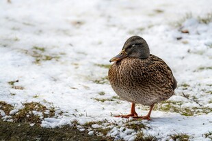 雪地上的单只野鸭