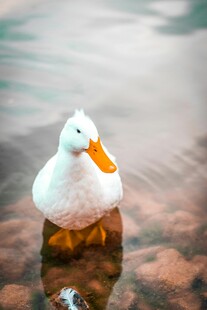 水中可爱橡皮鸭