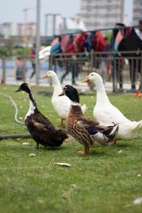 草地上的一群鸭子