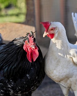 黑白双鸡亲昵相依