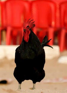 昂首挺胸的黑公鸡