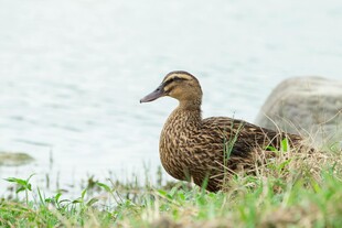 岸边草地上的一只野鸭