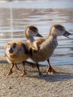 岸边三只小鸭子