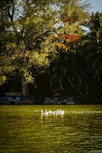 湖畔白鹅游弋于绿树碧水间