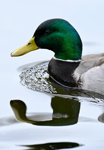 绿头鸭水中优雅游弋