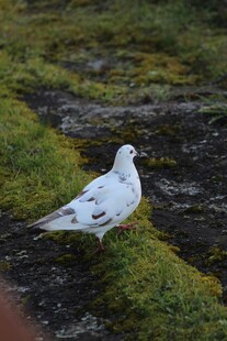 草地上的白色鸽子