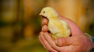 手托小黄鸡的温馨画面