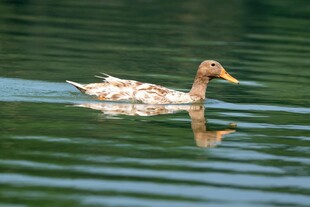 水中游弋的斑点鸭子