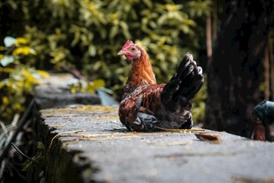石台上的彩色公鸡雕塑