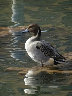 水中站立的优雅针尾鸭