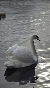 水面上优雅的白天鹅
