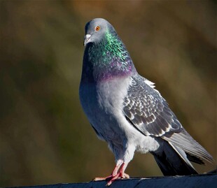 屋顶上的灰鸽子