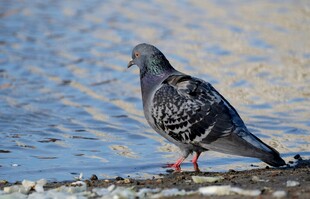 水边站立的灰鸽子