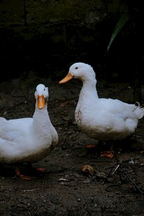 两只白鸭站在泥土上