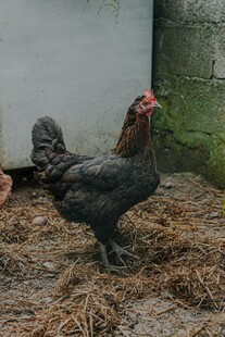 庭院中的黑公鸡