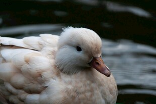 白色绒毛鸭水中静立