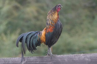 雄姿英发的五彩大公鸡
