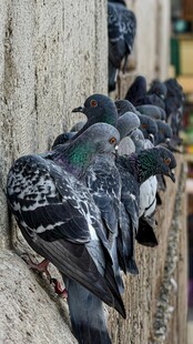 墙边群鸽