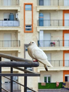 阳台栏杆上的白色小鸟