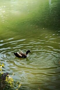 池塘中悠游的鸭子