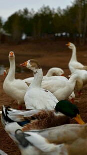 一群白鹅与鸭子在户外