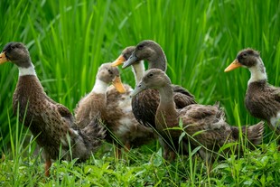 草地上的一群小鸭子
