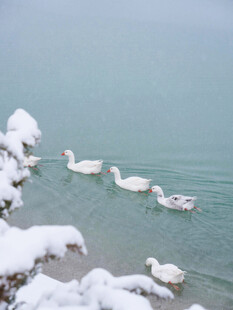 雪覆岸边游弋的白鹅