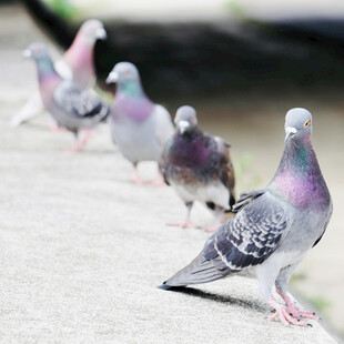 一排鸽子在地面站立