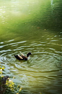 池塘中悠游的鸭子