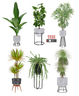 盆栽植物