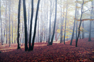 秋日雾中树林美景