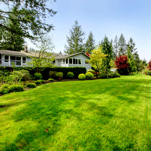 绿意盎然的庭院美景