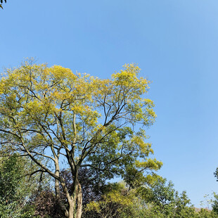 蓝天之下的葱郁树木