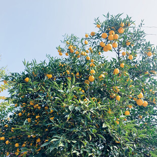 硕果累累的橘子树