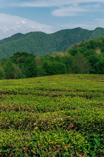 翠绿茶园与远处青山