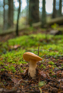 森林中独自生长的蘑菇