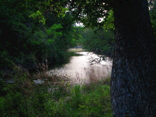 林间光影斑驳的静谧小道