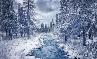 冬日雪林溪流美景
