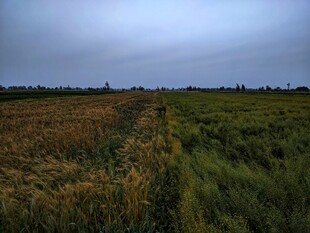 黄绿相间景色美