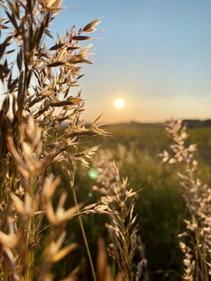 夕阳下的金色草丛