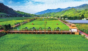 田园风光 翠绿农田与远山