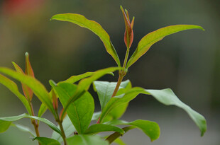 嫩绿新叶植物特写