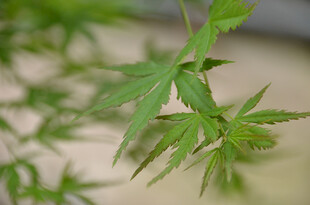 嫩绿枫叶枝清新自然景