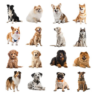 多样萌犬集合