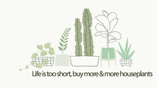 室内绿植装饰场景展示