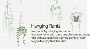 悬挂绿植装饰室内空间